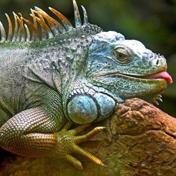 Tierschutz in Ecuador