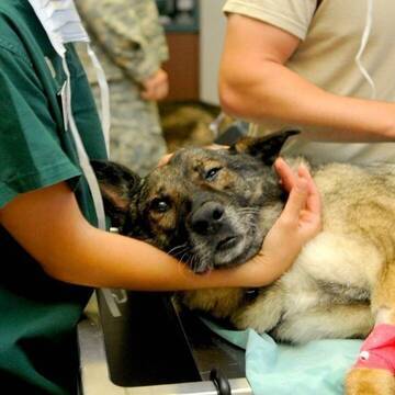 Tierklinik auf Kreta