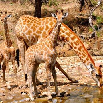 Tierschutz in Namibia