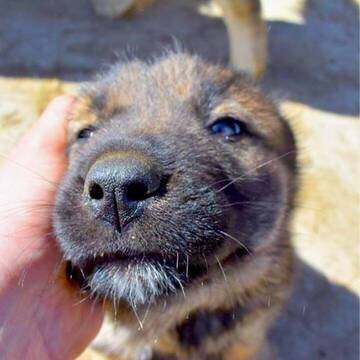 Hundeprojekt in Rumänien