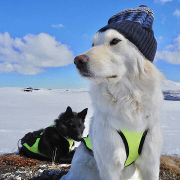 Gruppenreisen in Schweden
