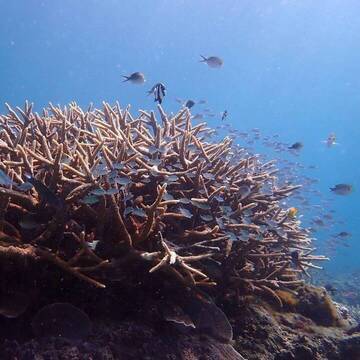 Meeresschutz in Tansania 