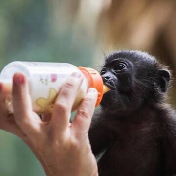 Süßer trinkender Babyaffe