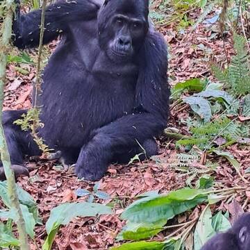 Gorilla in Uganda