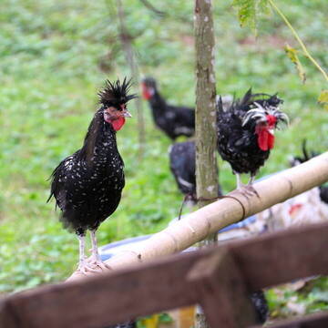 Tiere & Wildlife in Vietnam