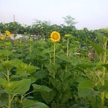 Umwelt & Klima in Vietnam