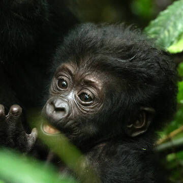 Freiwilligenarbeit in Uganda