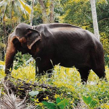 Freiwilligenarbeit in Sri Lanka