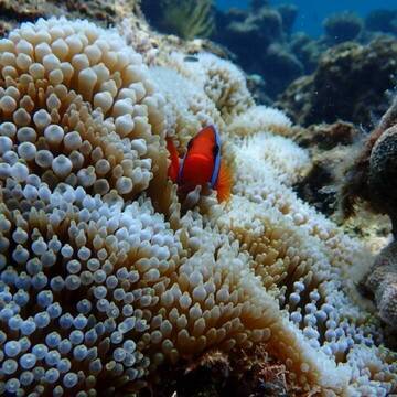 Einzigartige Unterwasserwelt