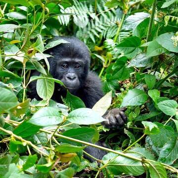 Werde jetzt Volunteer in Uganda