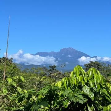 tolle Aussicht im Amazonas