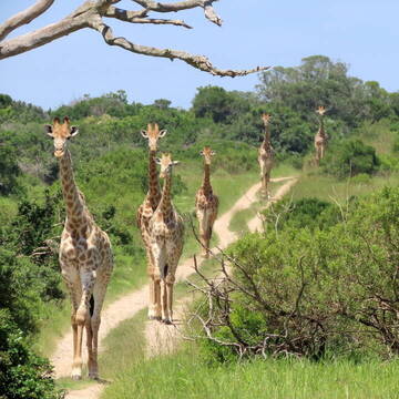 Tiere & Wildlife in Südafrika