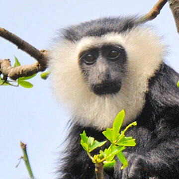 Tiere & Wildlife in Ghana