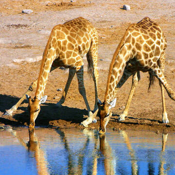 Tiere & Wildlife in Namibia